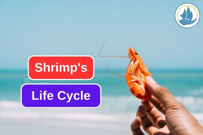 Shrimp’s Life Cycle In 5 Stages